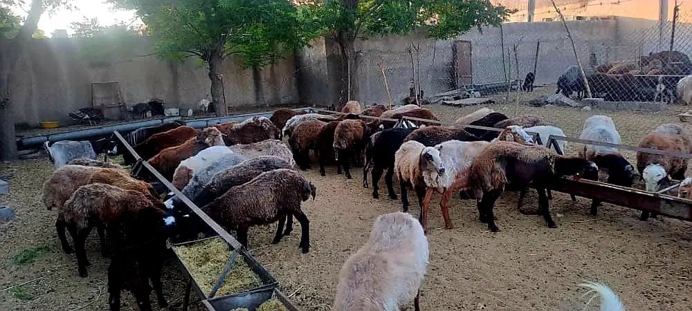 فروش گوسفند|حیوانات مزرعه|تهران, حسن‌آباد|دیوار