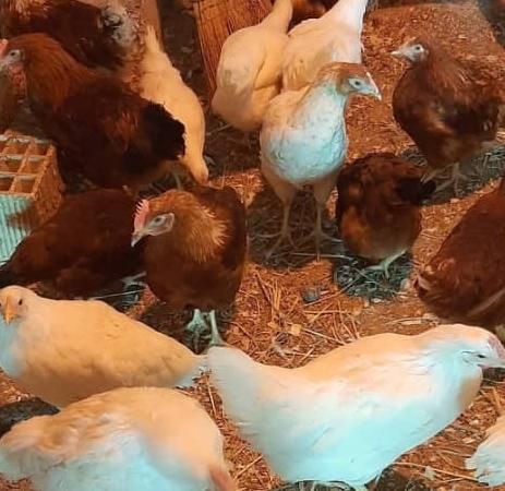 جوجه تخمگذار لوهمن نسل اول اصیل|حیوانات مزرعه|تهران, بازار|دیوار