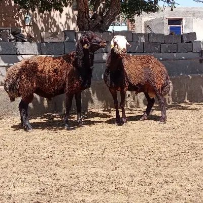 شیشک هارو افشاری سرخ|حیوانات مزرعه|مشهد, ملک‌آباد|دیوار
