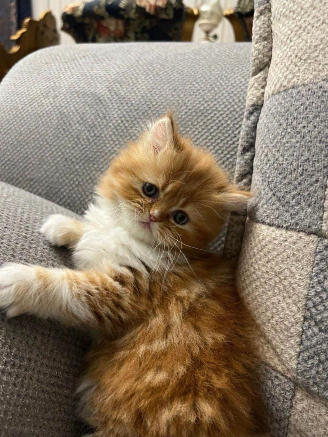 دنیای گربه های اصیل (پرشین بریتیش اسکاتیش رگدال)|گربه|اصفهان, جلفا|دیوار