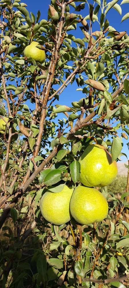 باغ گلابی|خدمات باغبانی و درختکاری|اهواز, زرگان|دیوار