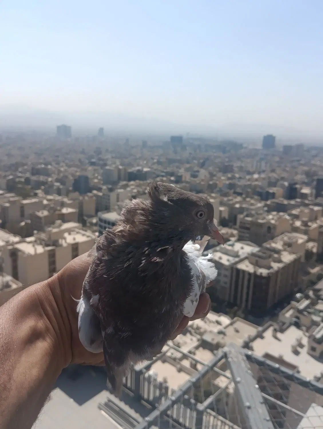کبوتر پرشی غریبگیری|پرنده|تهران, جردن|دیوار