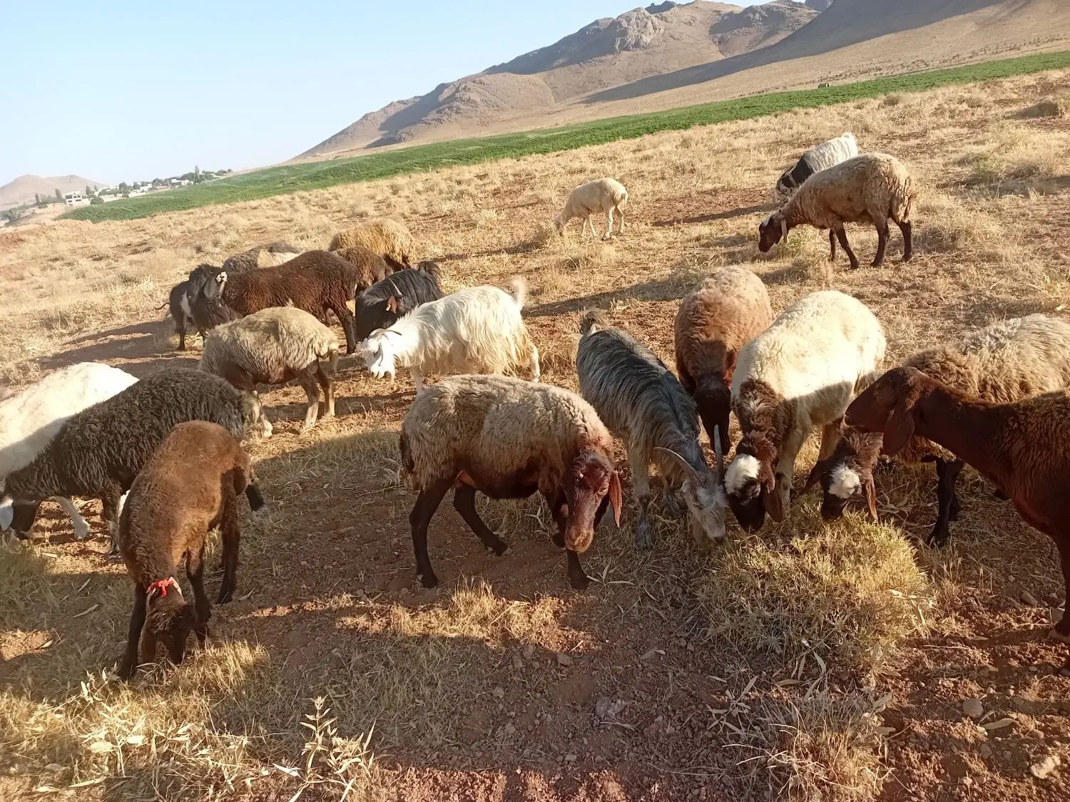 بز درجه یک|حیوانات مزرعه|اصفهان, ارداجی|دیوار