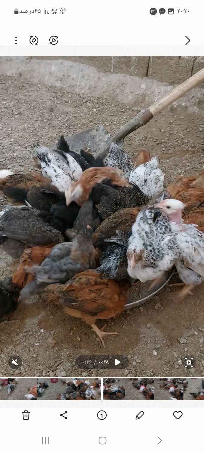 جوجه گلپایگانی|پرنده|جوادآباد, |دیوار