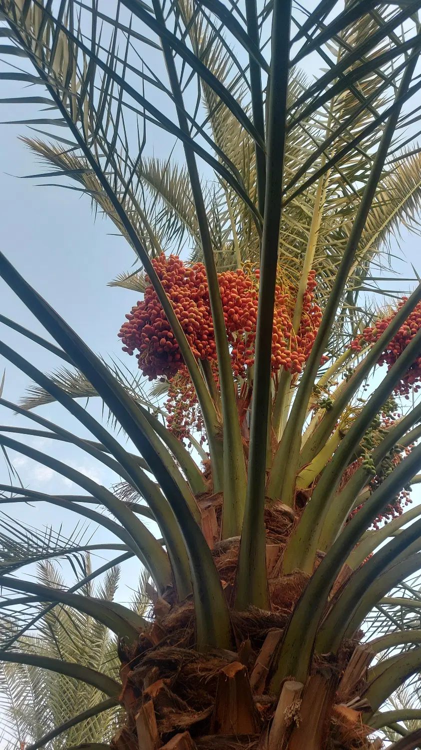 خاصه|حراج|تهران, آرارات|دیوار
