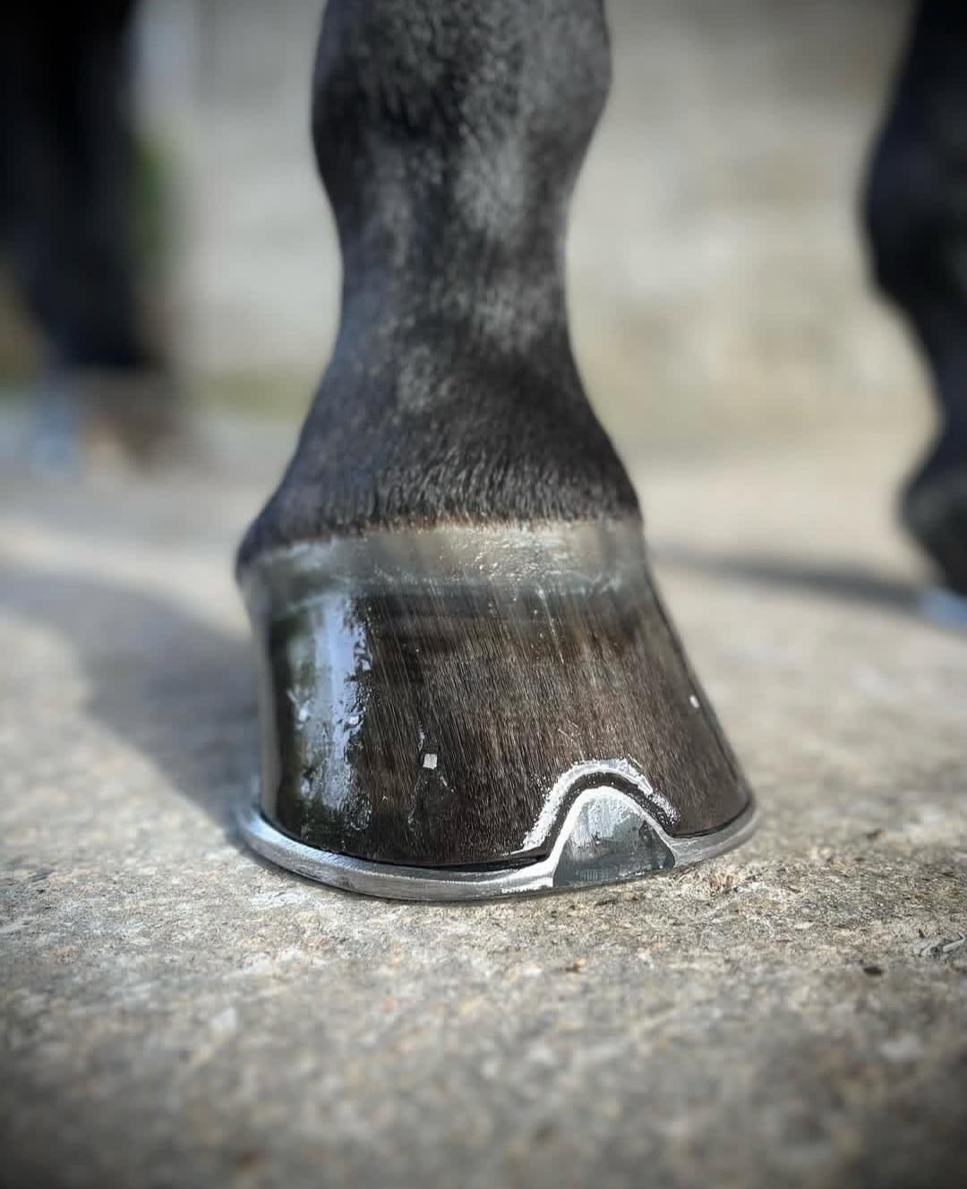 نعلبندی تخصصی اسب|اسب و تجهیزات اسب‌سواری|کرج, باغستان|دیوار