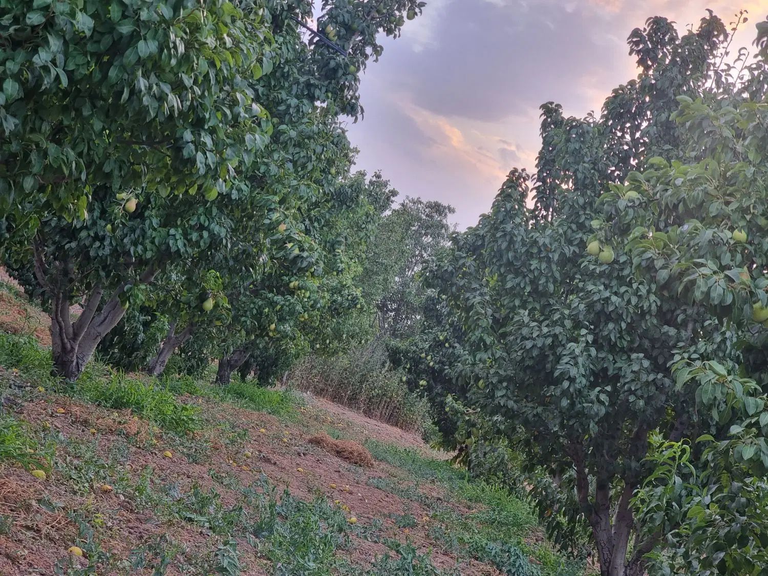 ۵۰۰ متر باغ/ باغچه/ فقط صدوپنجاه میلیون|فروش زمین و ملک کلنگی|تهران, هوانیروز|دیوار