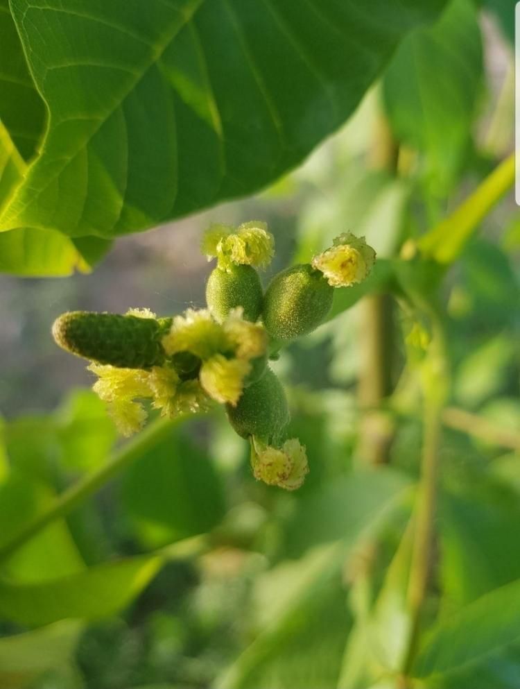 هرس تخصصی و آبیاری قطره ای کنترل با موبایل|خدمات باغبانی و درختکاری|تبریز, |دیوار