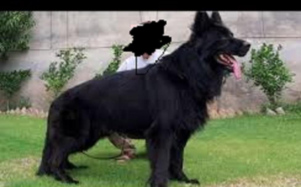 بلک ژرمن شپهرد پلیسی نر و ماده 65روزه اورجینال|سگ|تهران, سازمان آب|دیوار