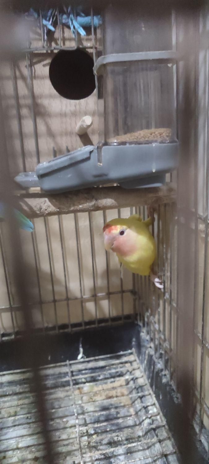 طوطی برزیل ماده معاوضه باعروس هلندی|پرنده|گلستان (تهران), |دیوار