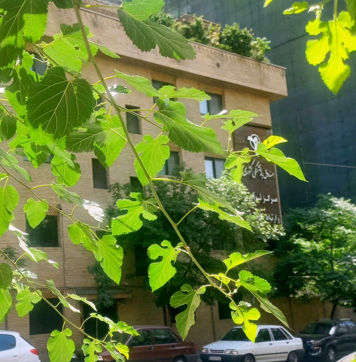 اجاره ۵۲ متر اداری شمال یوسف آباد|اجارهٔ دفتر کار، اتاق اداری، مطب|تهران, یوسف‌آباد|دیوار