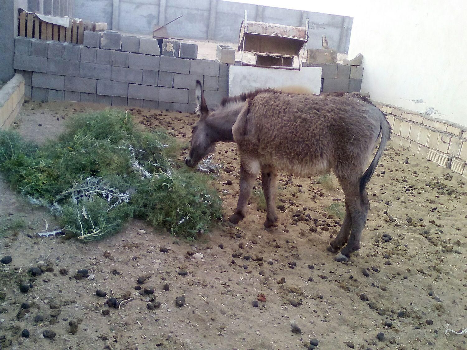الاغ ماده|حیوانات مزرعه|شاهین‌شهر, گرگاب|دیوار