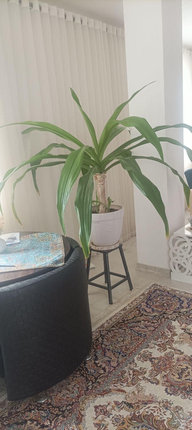 سوسن عنکبوتی|گل و گیاه طبیعی|بم, |دیوار