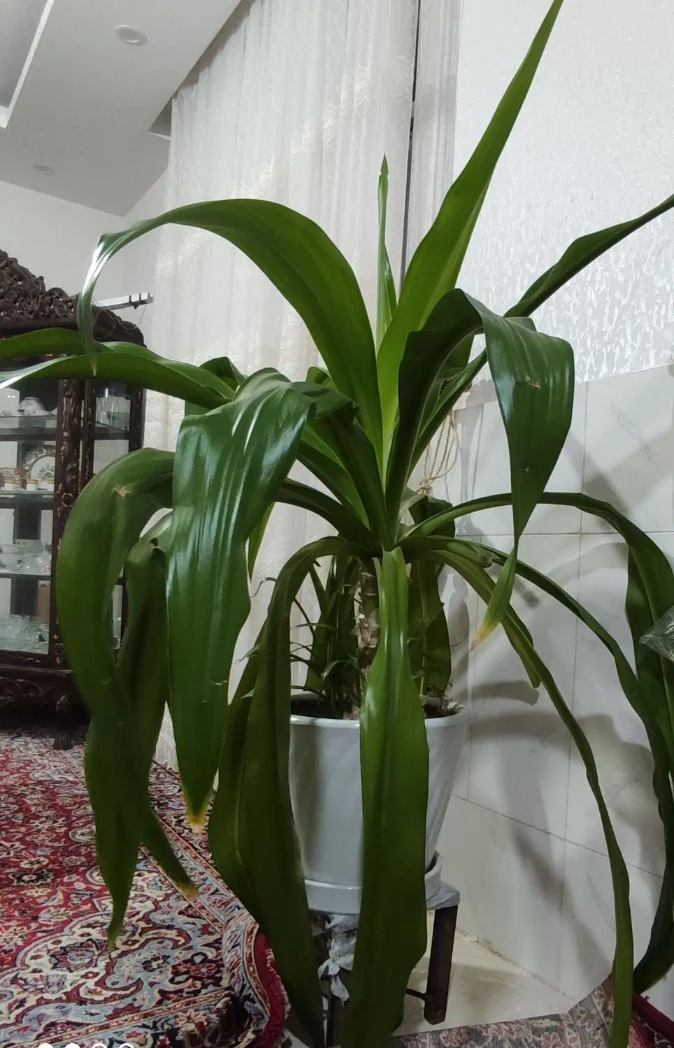 گل سوسن|گل و گیاه طبیعی|اصفهان, باغ فدک|دیوار