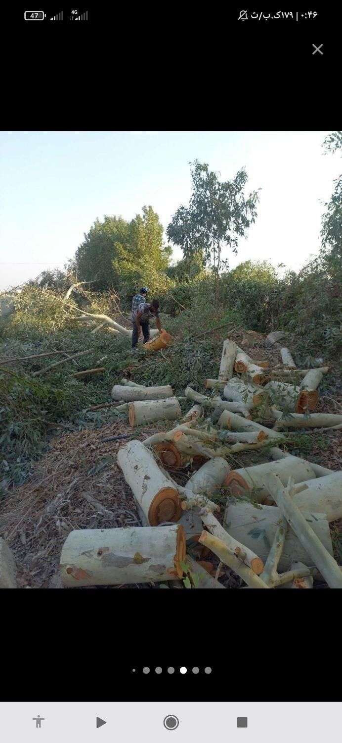 خریداره چوب مرکبات وغیره درباغ|خدمات باغبانی و درختکاری|جهرم, |دیوار