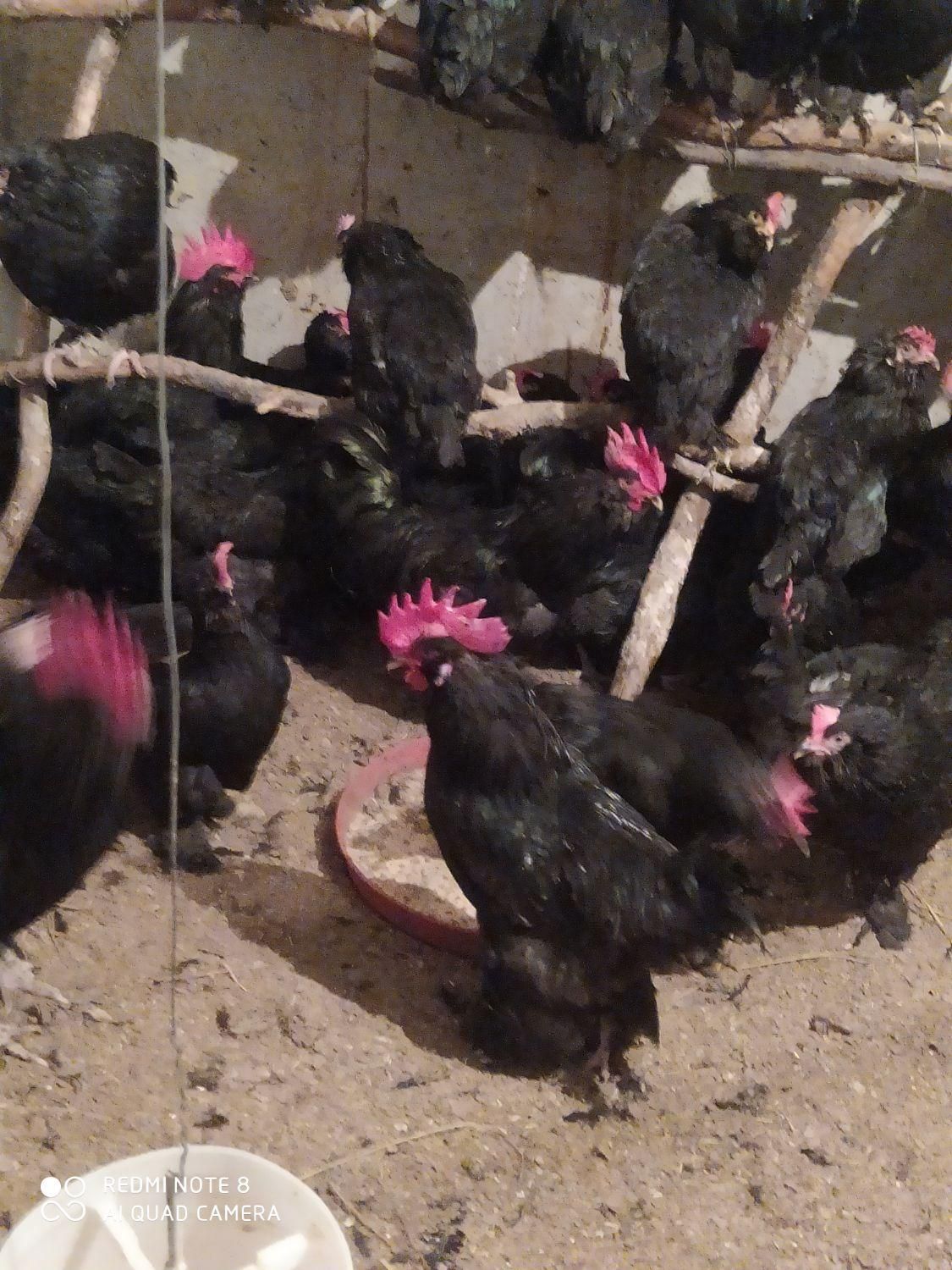 خروس مرندی مشکی|حیوانات مزرعه|ساری, |دیوار