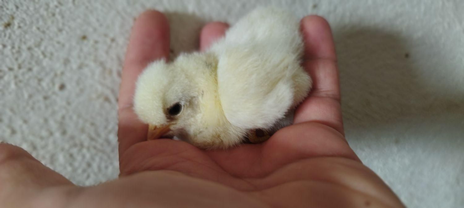 جوجه محلی و گلپایگانی|حیوانات مزرعه|گرگان, |دیوار