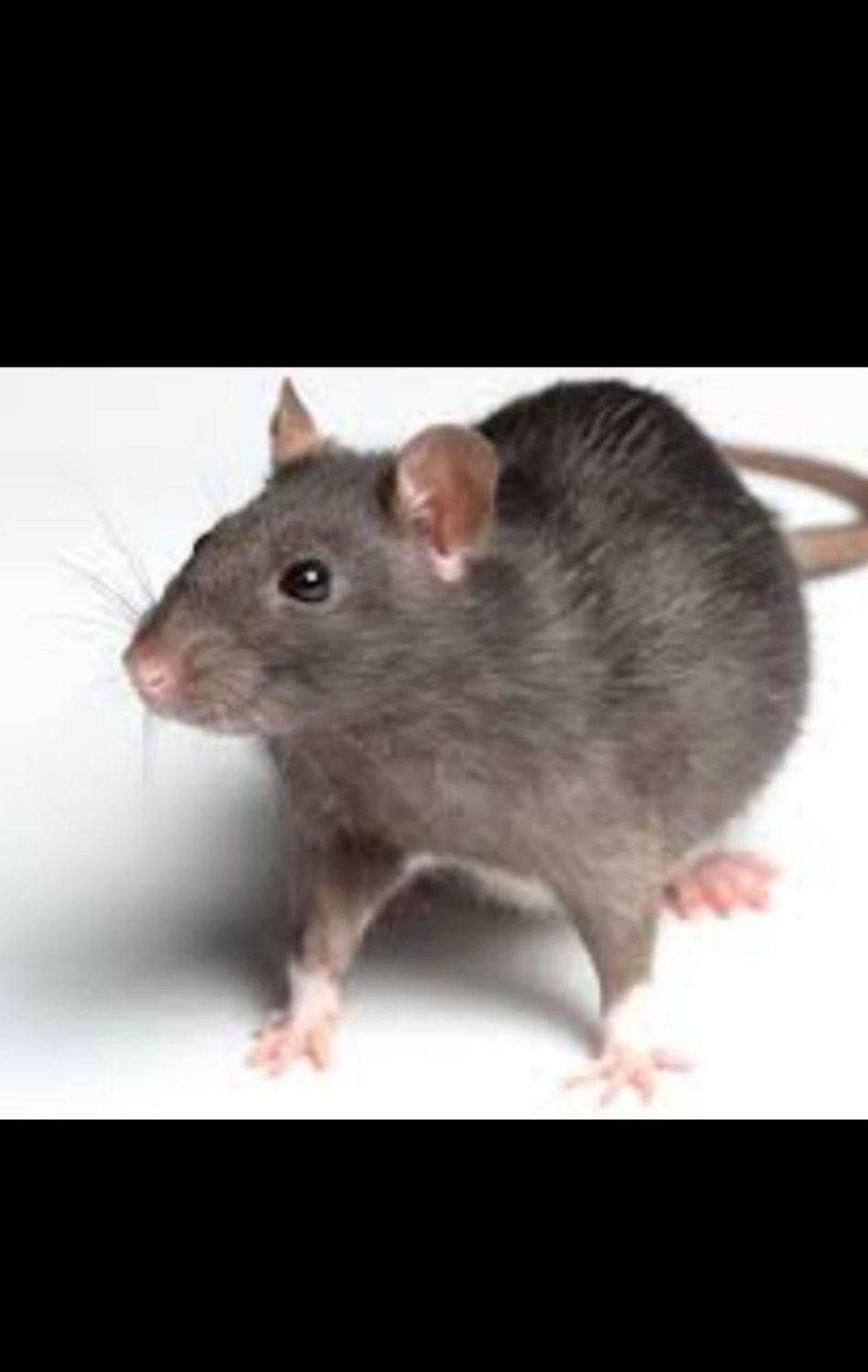 سمپاشی منازل|خدمات نظافت|ایوان, |دیوار