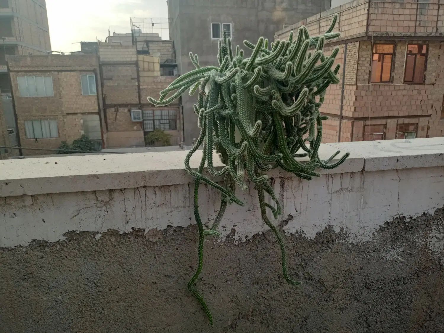 کاکتوس ماری|گل و گیاه طبیعی|تهران, بهارستان|دیوار