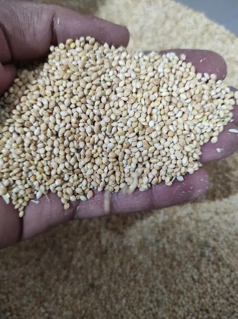 ارزن پرنده|لوازم جانبی حیوانات|زنجان, |دیوار