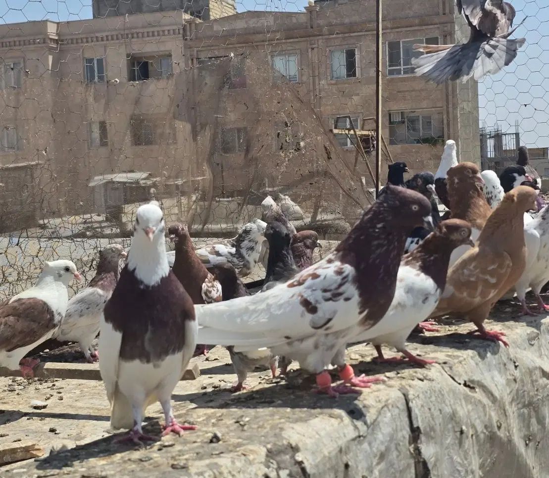 ۶۰عدد کبوتر رنگی|پرنده|تهران, بریانک|دیوار