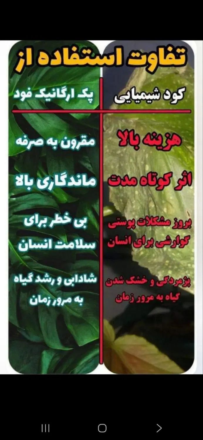 اگر میخای گل های تو خونت خوب رشد کنند بیا دایرکت|گل و گیاه طبیعی|یزد, |دیوار