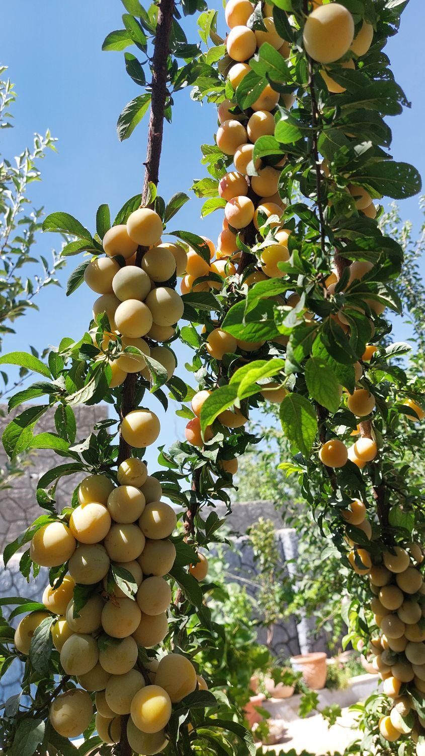 خانه باغ کوچک و نقلی|فروش خانه و ویلا|اصفهان, اشکاوند|دیوار