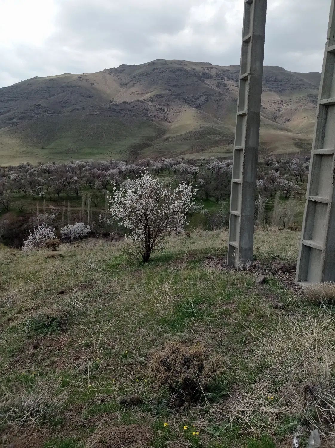 زمین باغی. روستای بادمجین 20کیلومتری قزوین|فروش زمین و ملک کلنگی|قزوین, |دیوار