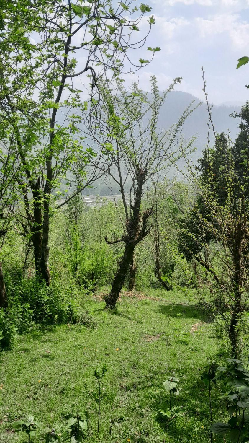 فروش زمین ۶۰۰متری با جواز ساخت+جنگلی+اطاقور|فروش زمین و ملک کلنگی|اطاقور, |دیوار