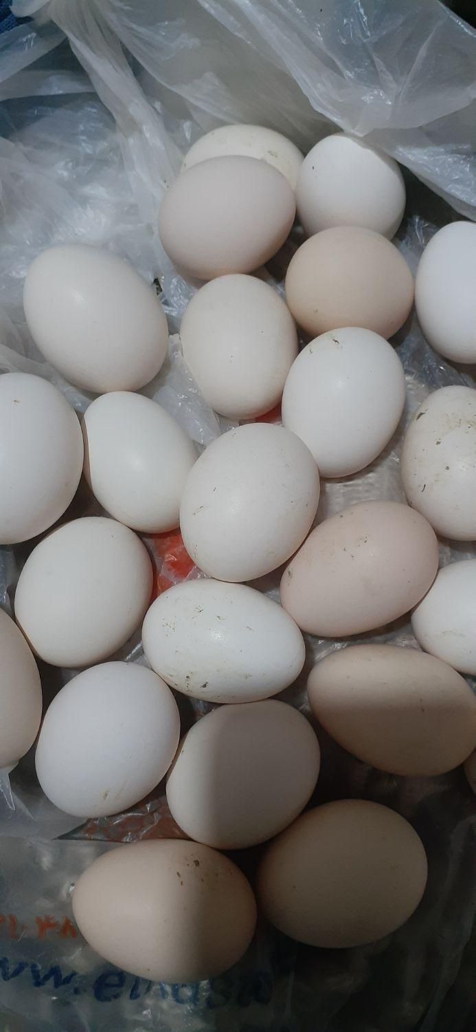 تخم مرغ نطفه دار برهما، گلین و میکس|حیوانات مزرعه|قم, شهرک قدس|دیوار