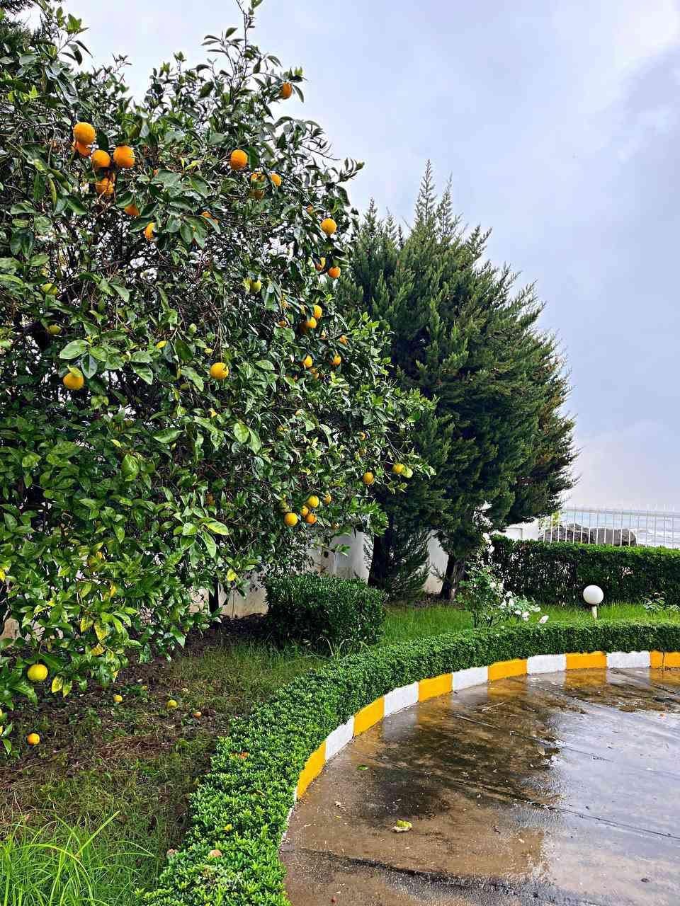 ویلا باغ جنگلی ساحلی شخصی ساز درمجتمع بااصالت|فروش خانه و ویلا|رویان, |دیوار