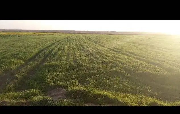 زمین کشاورزی زیرکانال ۱هکتارونیم پتک دیناروند|اجارهٔ دفتر صنعتی، کشاورزی، تجاری|دهلران, |دیوار
