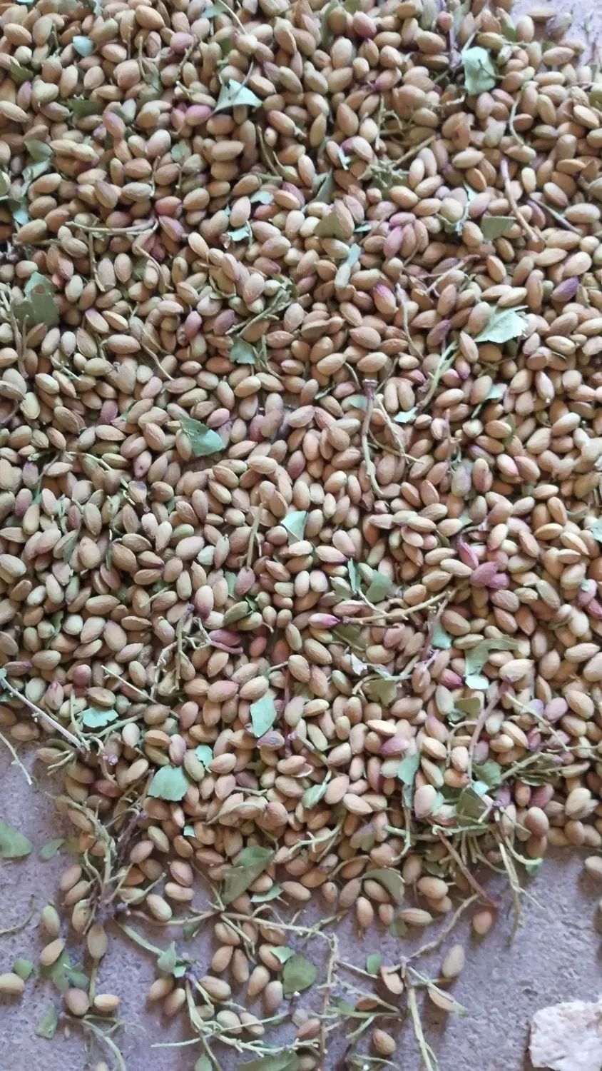 جاد سرخس|خوردنی و آشامیدنی|مشهد, طرق|دیوار
