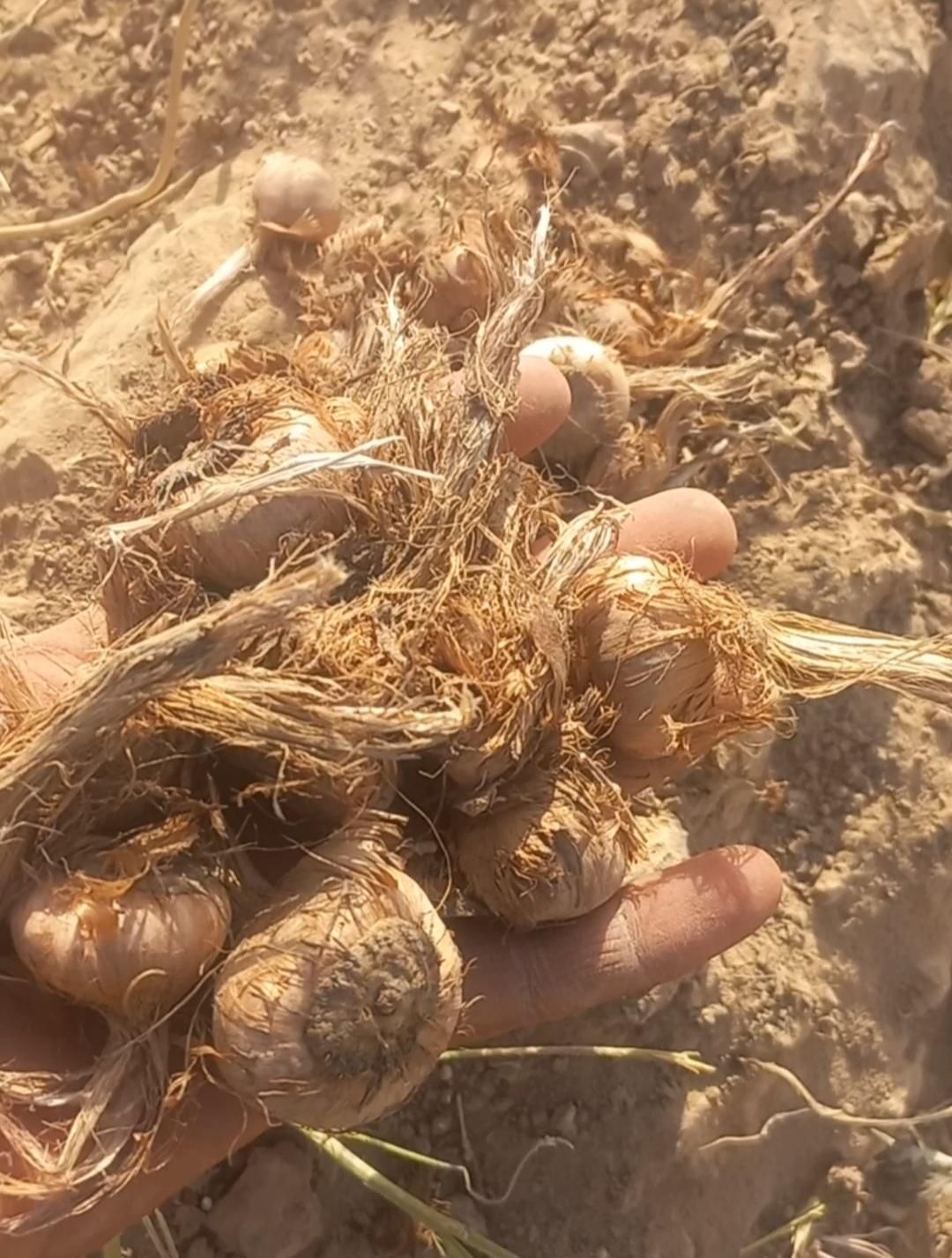 خرید وفروش پیاز زعفران|خدمات باغبانی و درختکاری|مشهد, فردوسی|دیوار