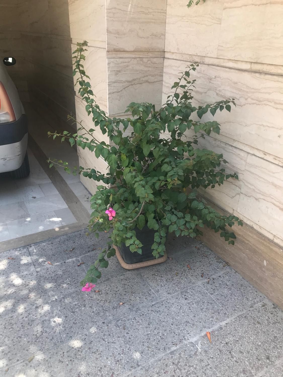 دوعدد درختچه بنسای گل طبیعی کاغذی خیلی بزرگ|گل و گیاه طبیعی|تهران, ستارخان|دیوار