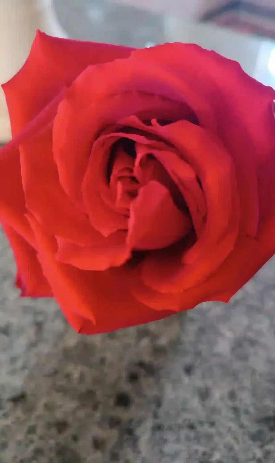 باغباتی گل گیاه درخت منازل مجتمع باغ شهر|خدمات باغبانی و درختکاری|شیراز, شهرک مهدی‌آباد|دیوار