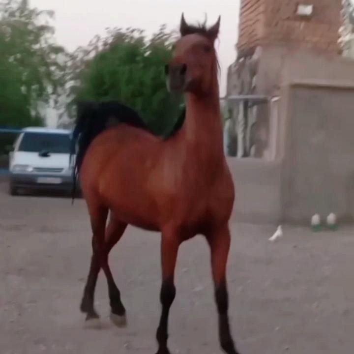 مادیان دره شوری نوه سالار۱|اسب و تجهیزات اسب‌سواری|کرمان, |دیوار