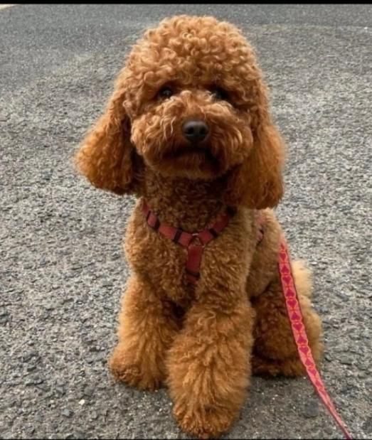 واگذاری سگ توله پودل اصیل زیبا|سگ|کرمان, |دیوار