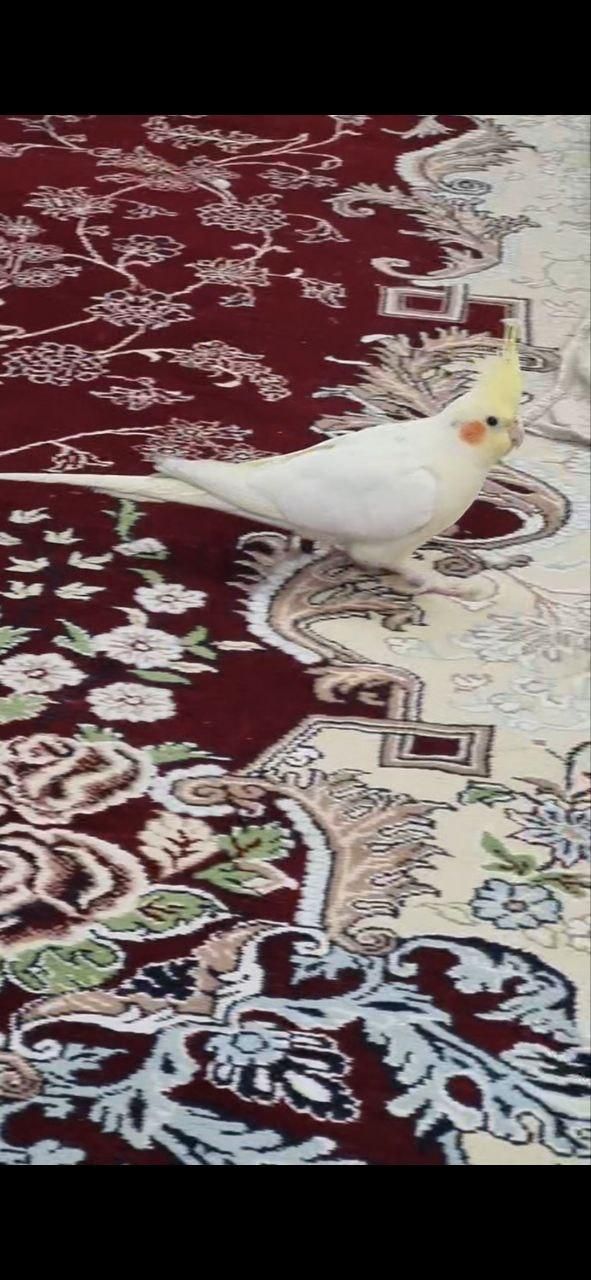 لوتینو عروس هلندی گمشده شریعتی شمالی کوچه ۹۸|حیوانات|خمینی‌شهر, |دیوار