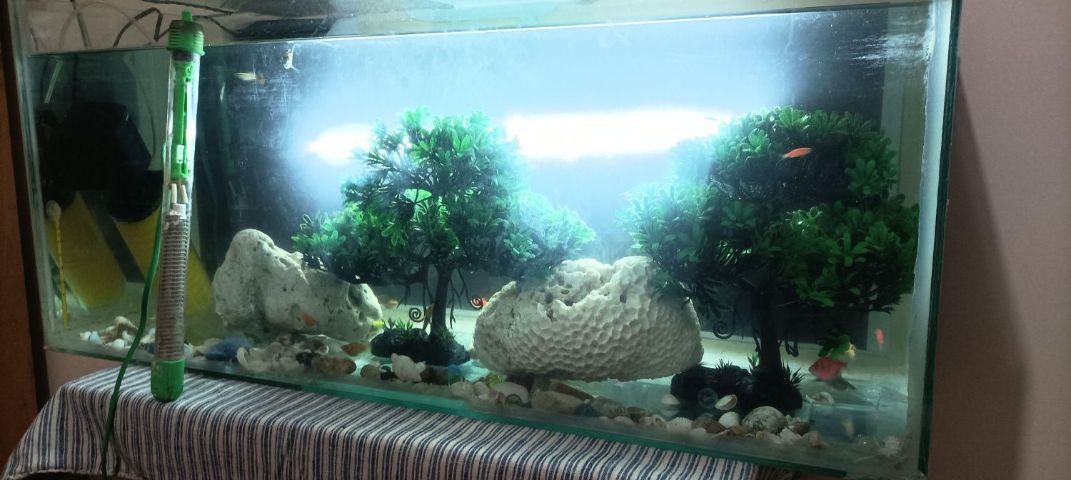 آکواریوم ماهی|ماهی|اصفهان, ارغوانیه|دیوار