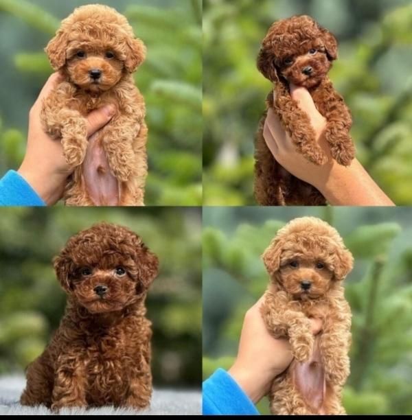 واگذاری سگ توله پودل اصیل زیبا|سگ|کرمان, |دیوار