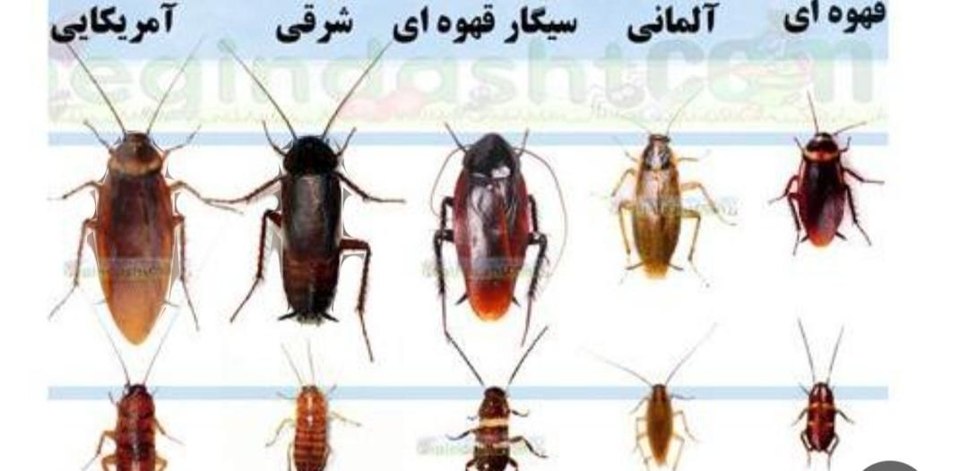 ** سم‌پاشی تخصصی با ضمانت سلامتی **|خدمات نظافت|قزوین, |دیوار