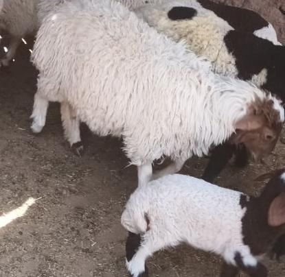 س دوستان این بره امروز از خواف تا تربت|حیوانات|خواف, |دیوار