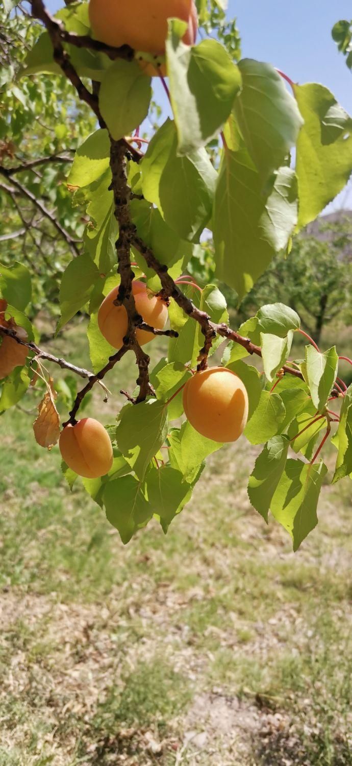 باغ 1450متری با چشمه|فروش خانه و ویلا|گرمسار, |دیوار