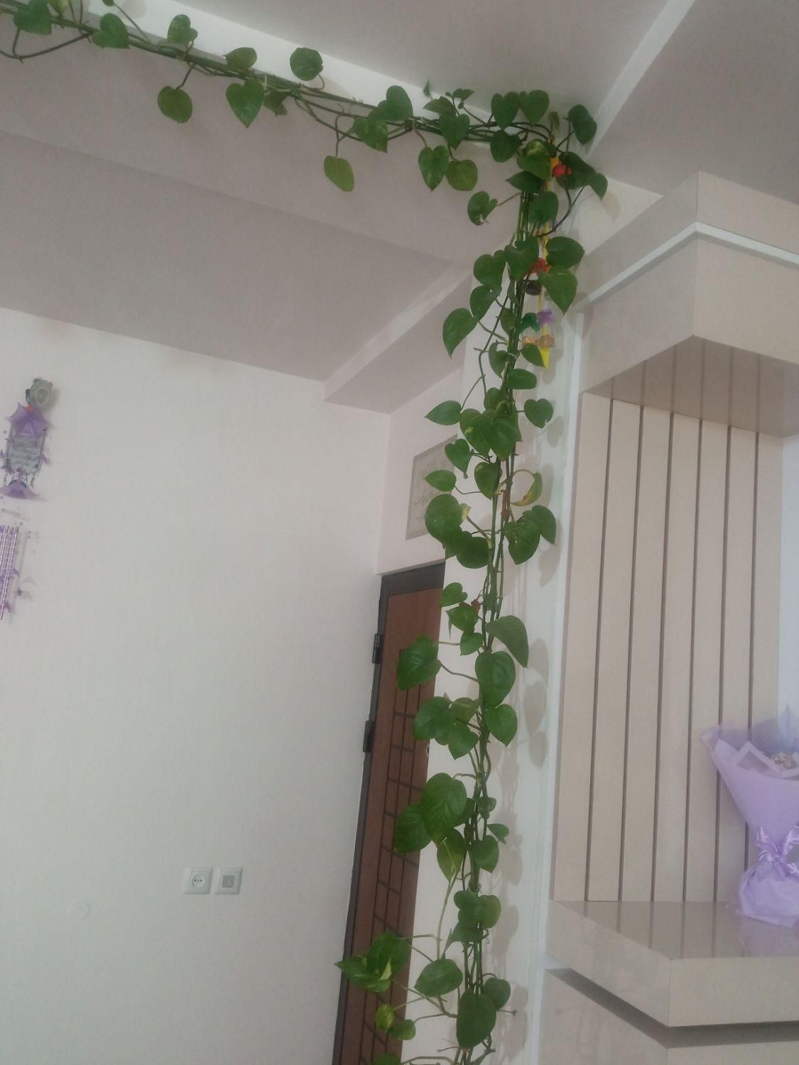 گل پتوس زیبا|گل و گیاه طبیعی|چوبر, |دیوار