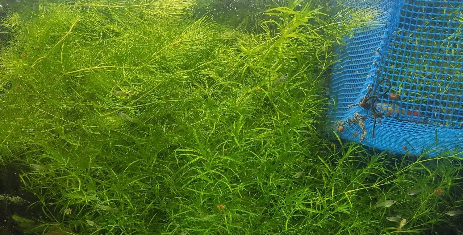 گیاهشویدی|ماهی|اصفهان, شیخ طوسی|دیوار