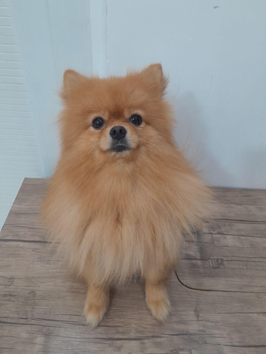 پامر خرسی نر برای جفت زدن و فروشی نیست|سگ|شیراز, پودنک|دیوار