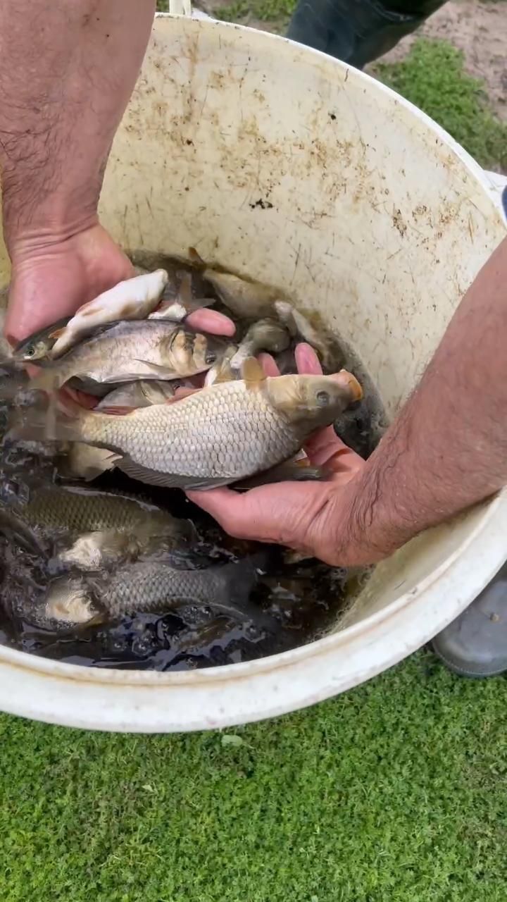 بچه ماهی|ماهی|رشت, حمیدیان|دیوار