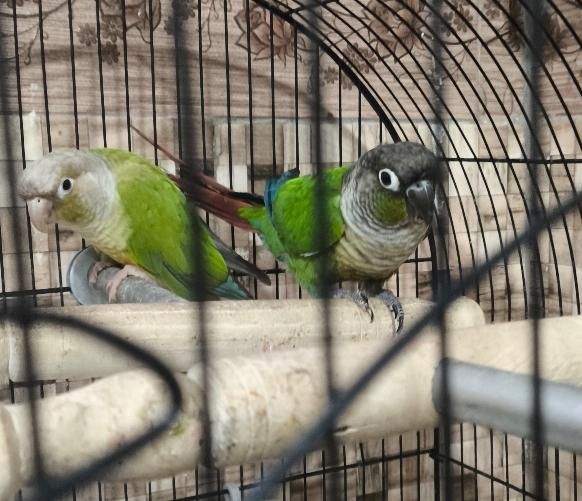 طوطی .گرینچیک|پرنده|بروجرد, |دیوار
