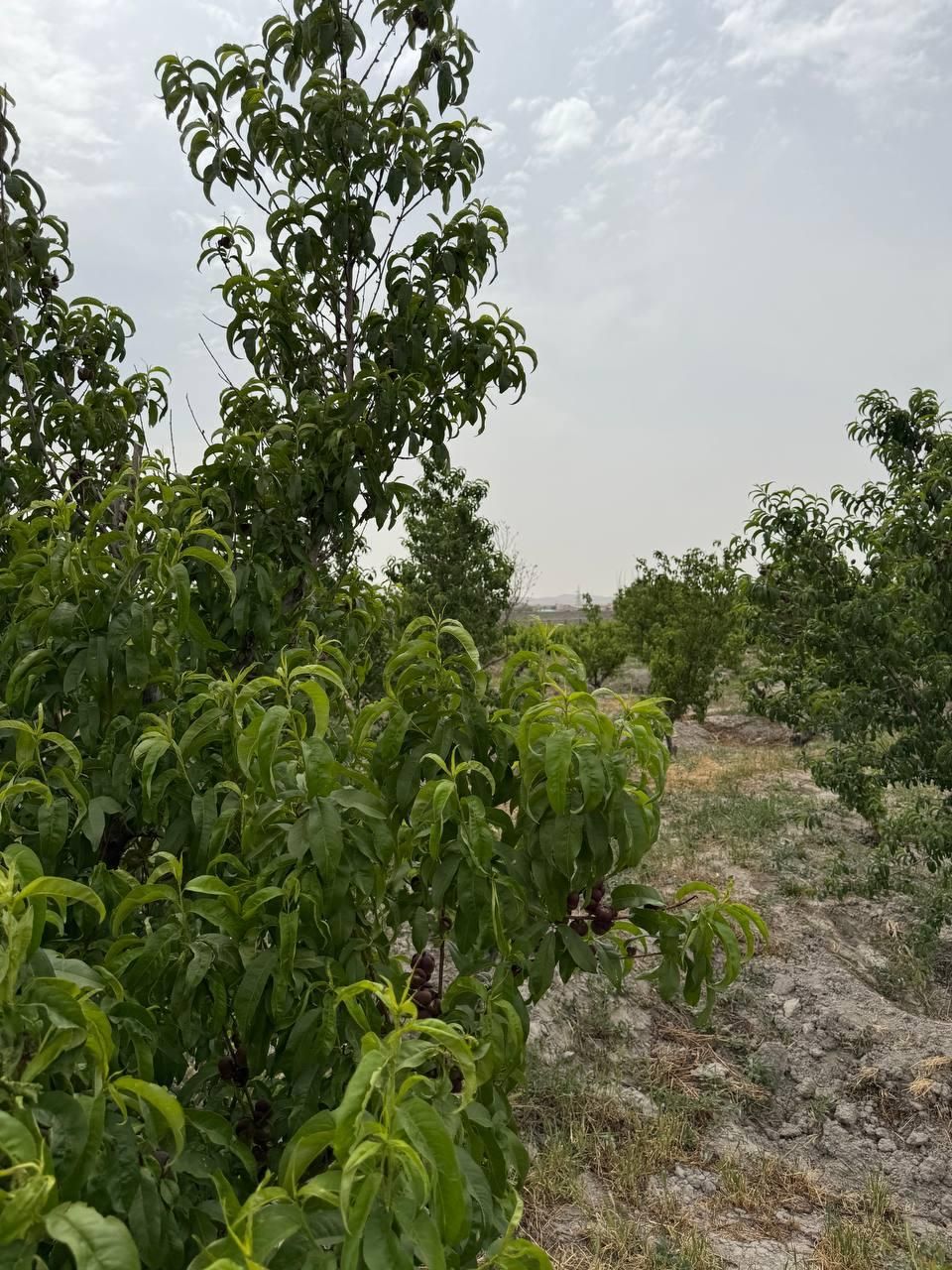 باغ و باغچه ۱۹۸ متری/ سند تک برگ /کوچه باغ|فروش زمین و ملک کلنگی|تهران, امیریه|دیوار